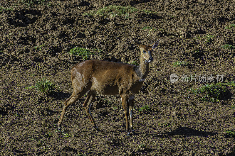 小羚羊(Tragelaphus scriptus)是撒哈拉以南非洲地区常见且分布广泛的一种羚羊。灌木丛分布在广泛的生境中，如雨林、山地森林、森林-稀树草原马赛克、稀树草原、灌木草原和林地。